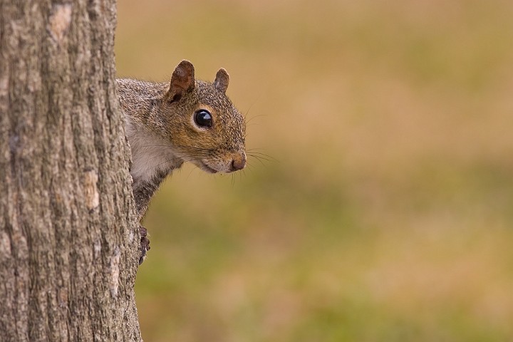 Grauhrnchen Eastern Gray Squirrel Sciurus carolinensis